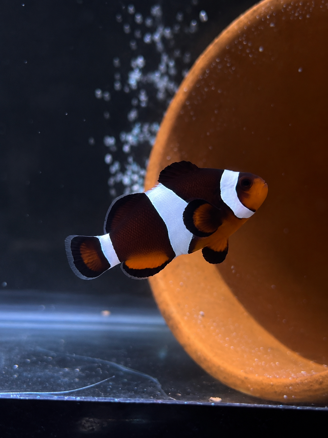 Premium Mocha Ocellaris Clownfish #014