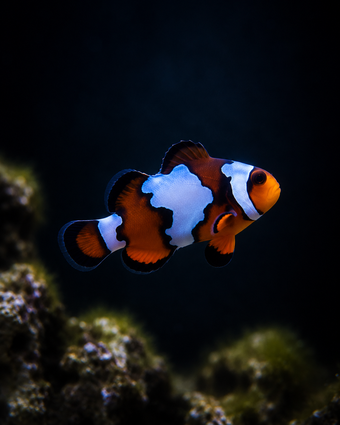 Premium Snowflake Ocellaris Clownfish #006