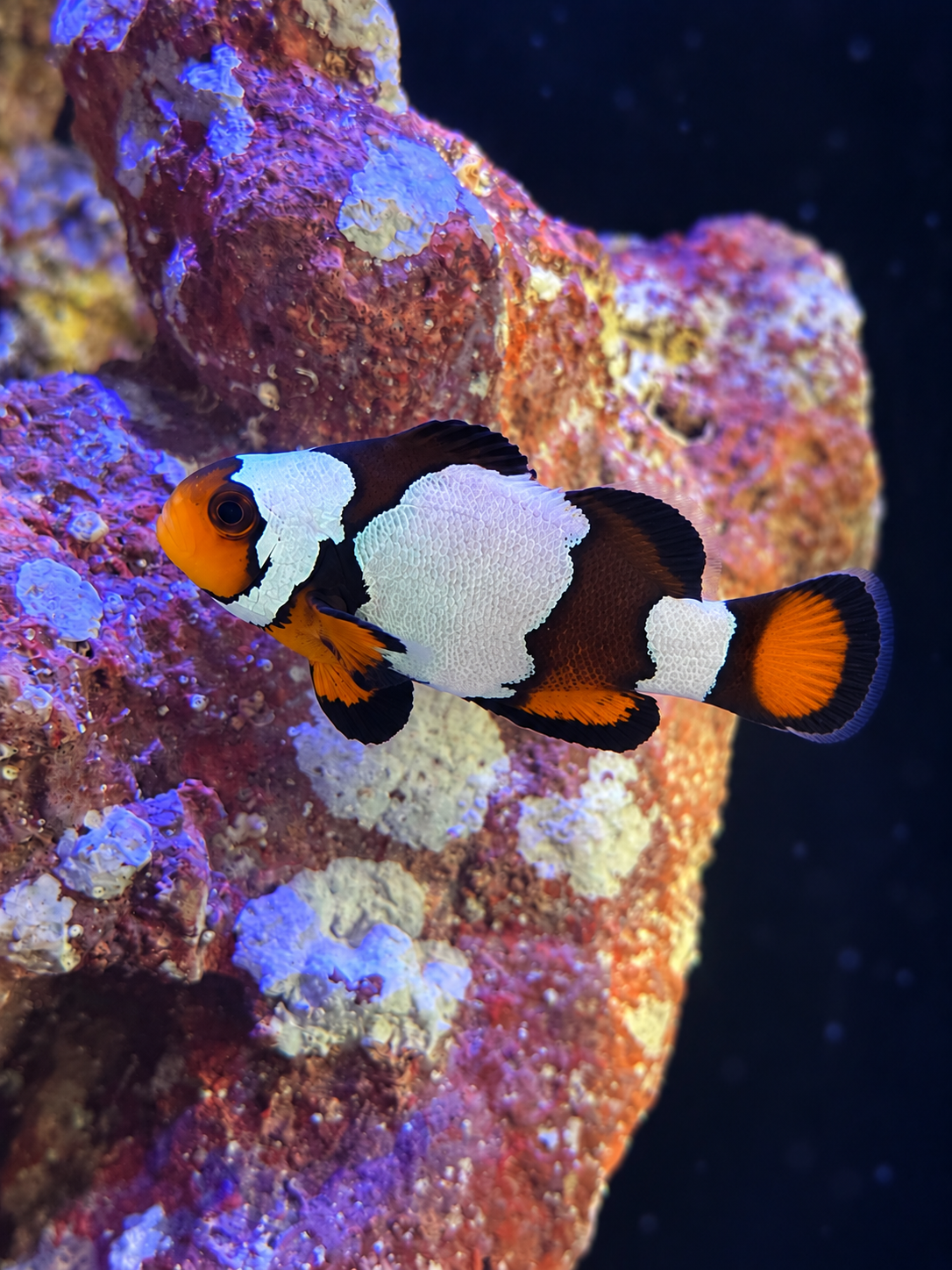 Premium Black Snowflake Ocellaris Clownfish #010