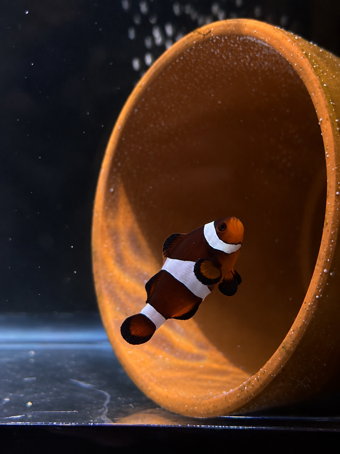 Premium Mocha Ocellaris Clownfish #016