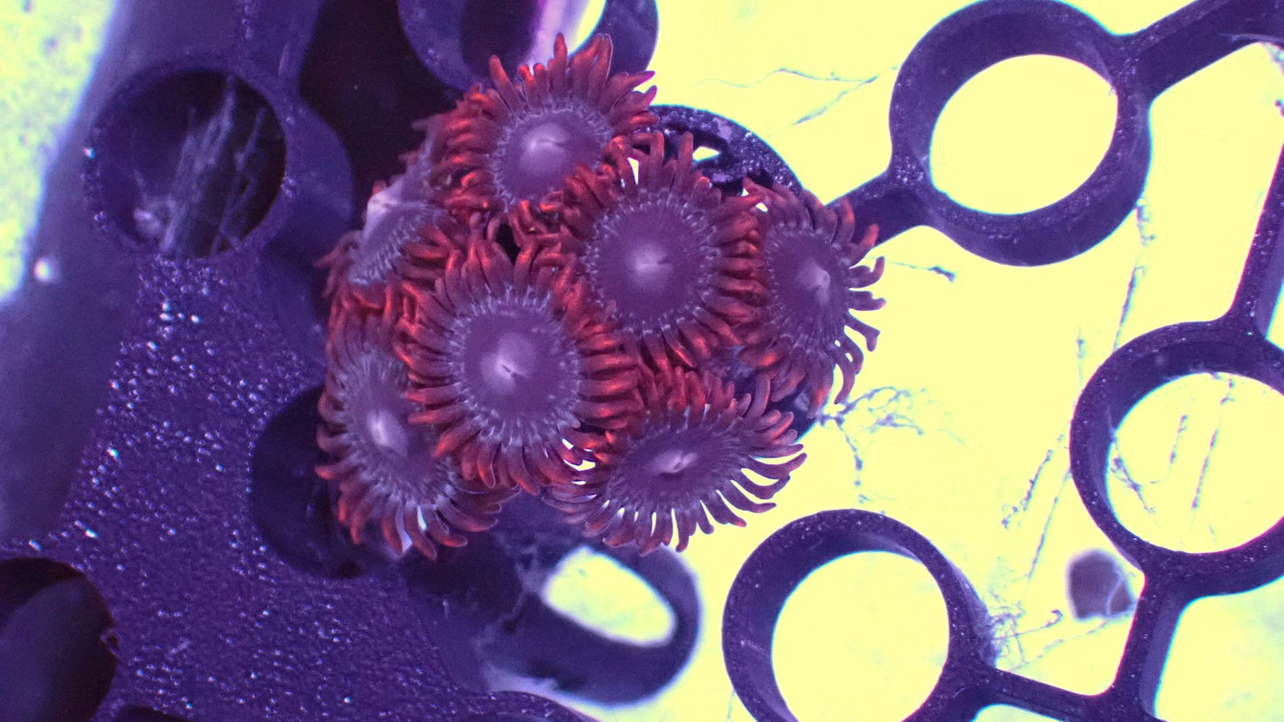 Captain falcon zoas 1” frag WYSIWYG