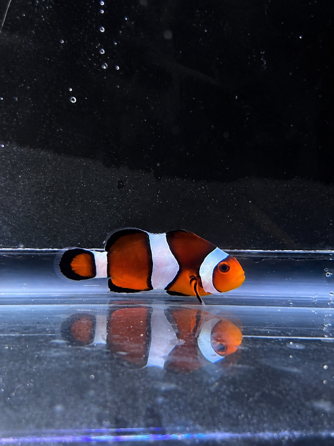 Premium Mocha Ocellaris Clownfish #20