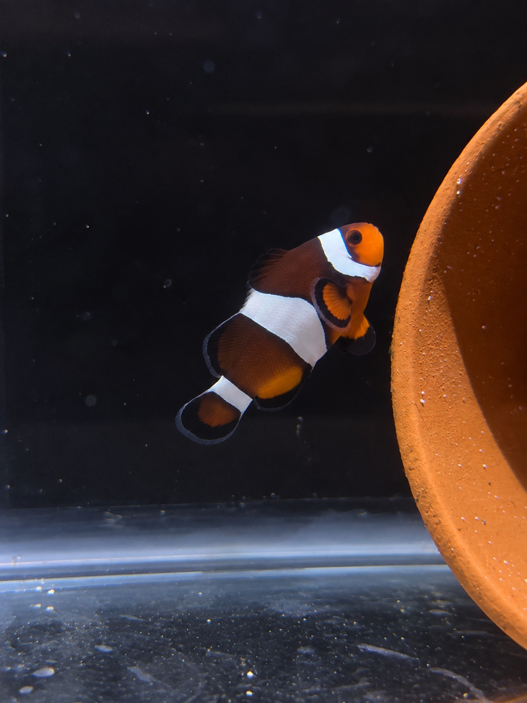 Premium Ocellaris Clownfish #013