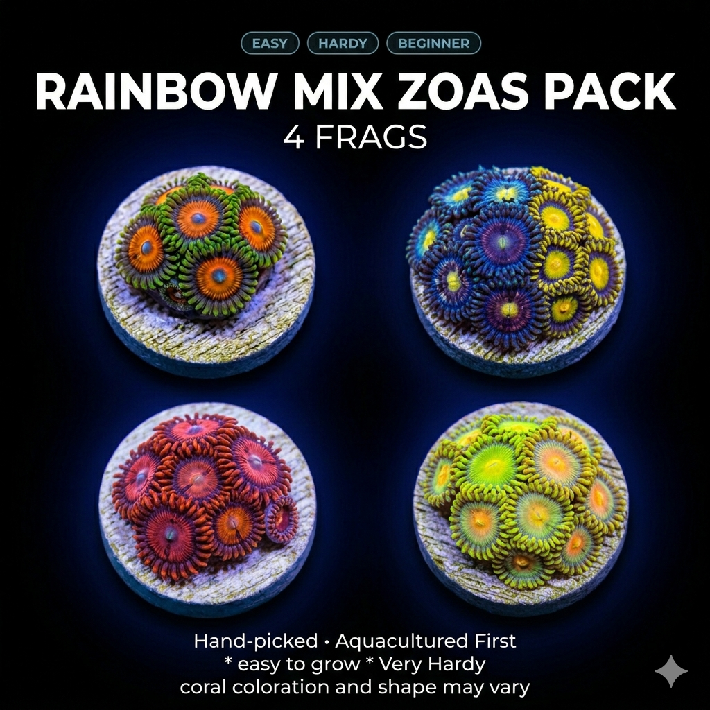 Rainbox Mix Zoas Pack - 4 handpicked easy corals