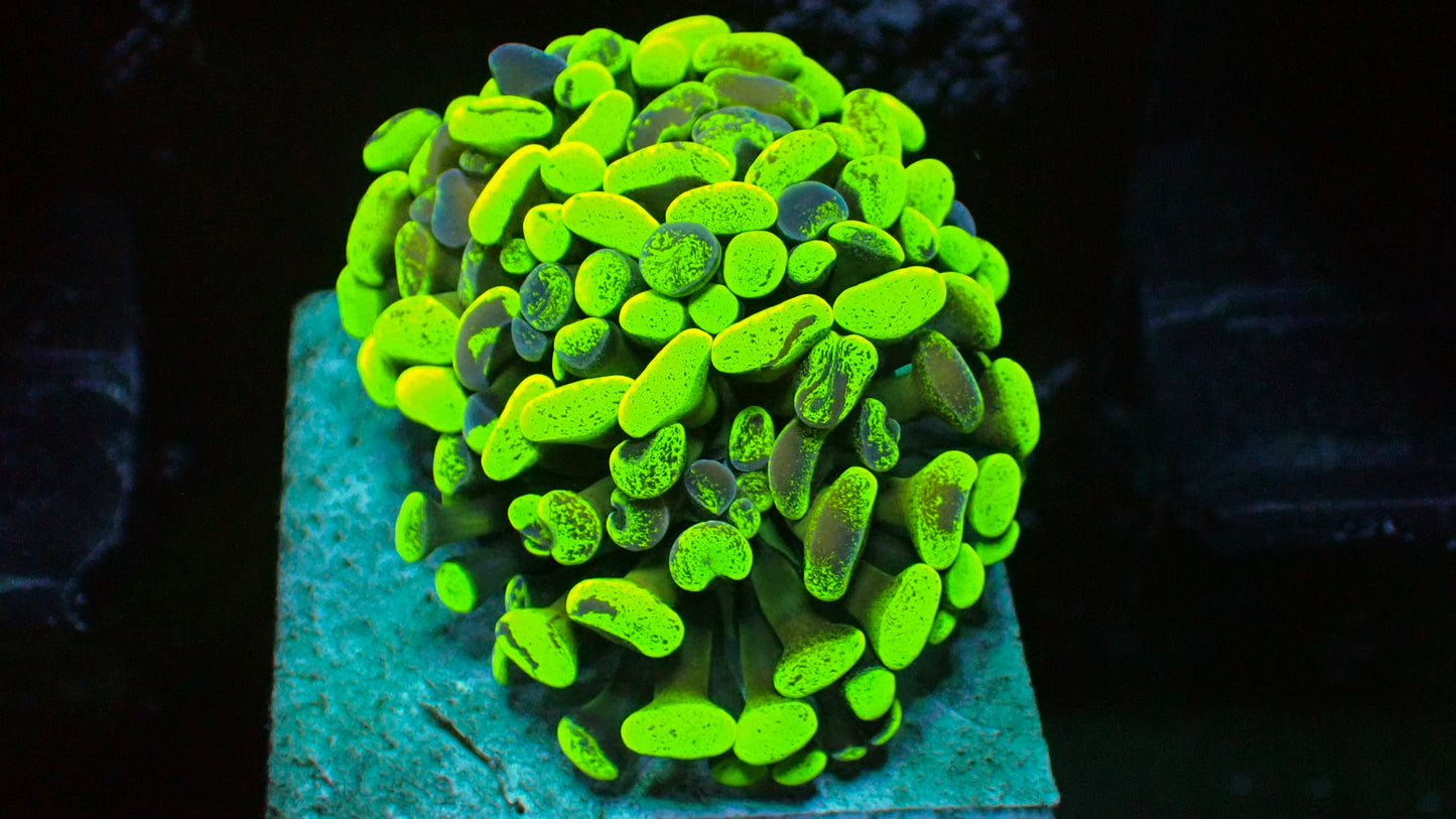 Green Splatter Hammer Corals
