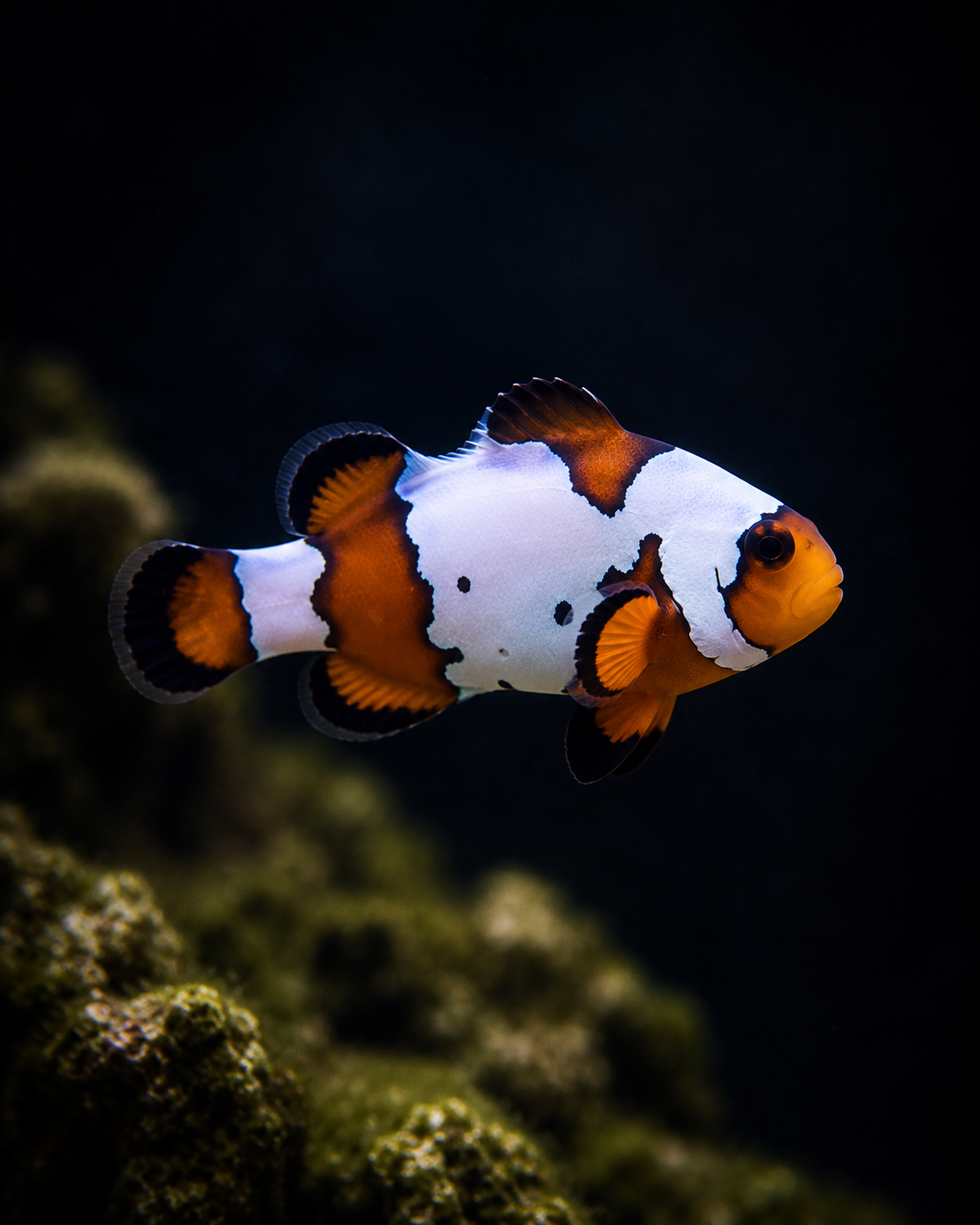 Premium Snowflake Ocellaris Clownfish #003