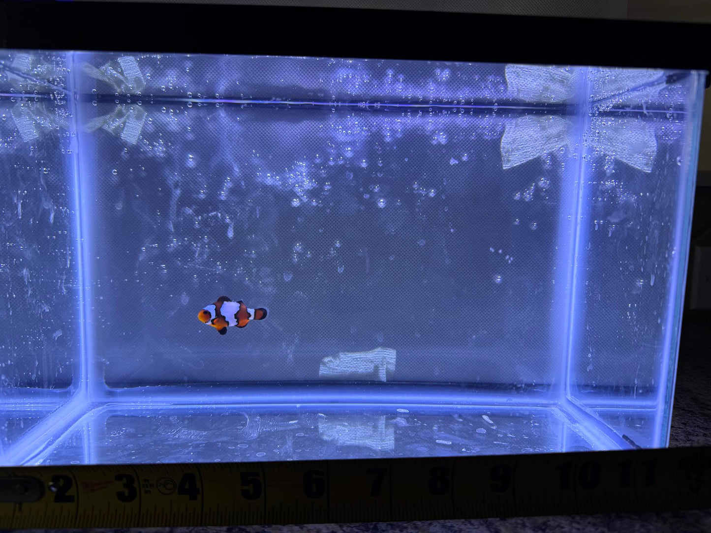 Snowflake Clownfish "Maverick”