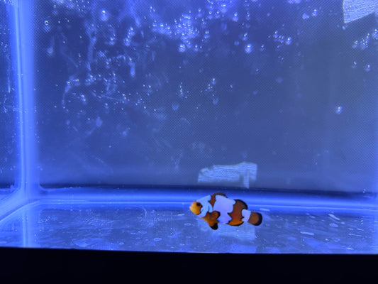Snowflake Clownfish "BRUCE"