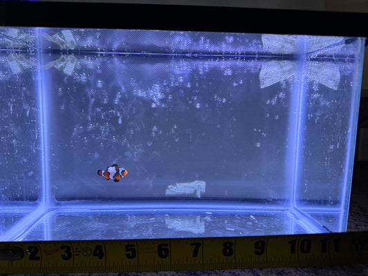 Snowflake Clownfish "BLAZE"