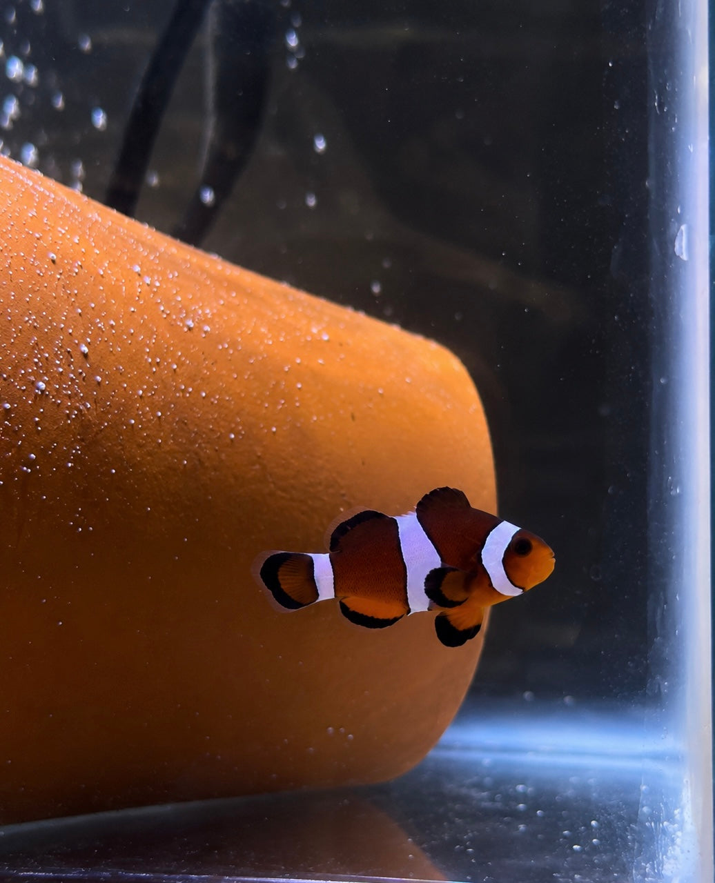 Premium Mocha Ocellaris Clownfish #019