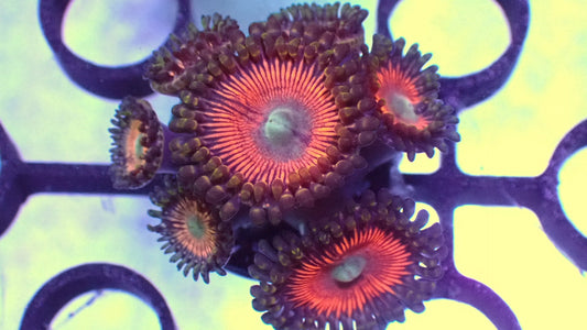 RTG Peaches zoas 1” frag full plug WYSIWYG