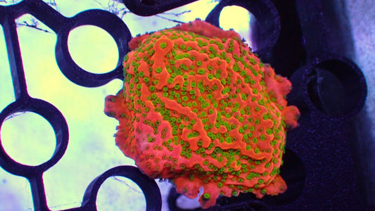 Tropic thunder monti 1” frag WYSIWYG