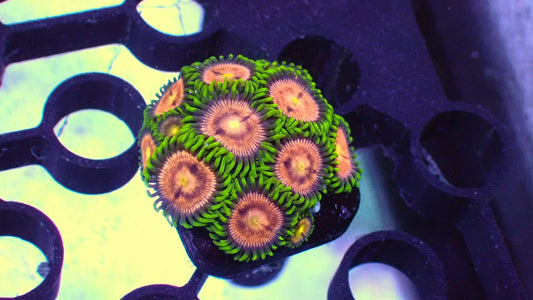 Laser lemon zoas 1” frag Full plug WYSIWYG