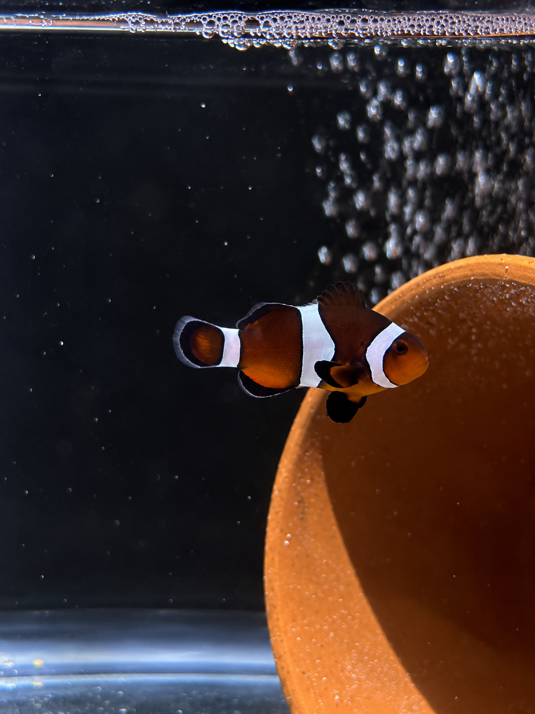 Premium Mocha Ocellaris Clownfish #015