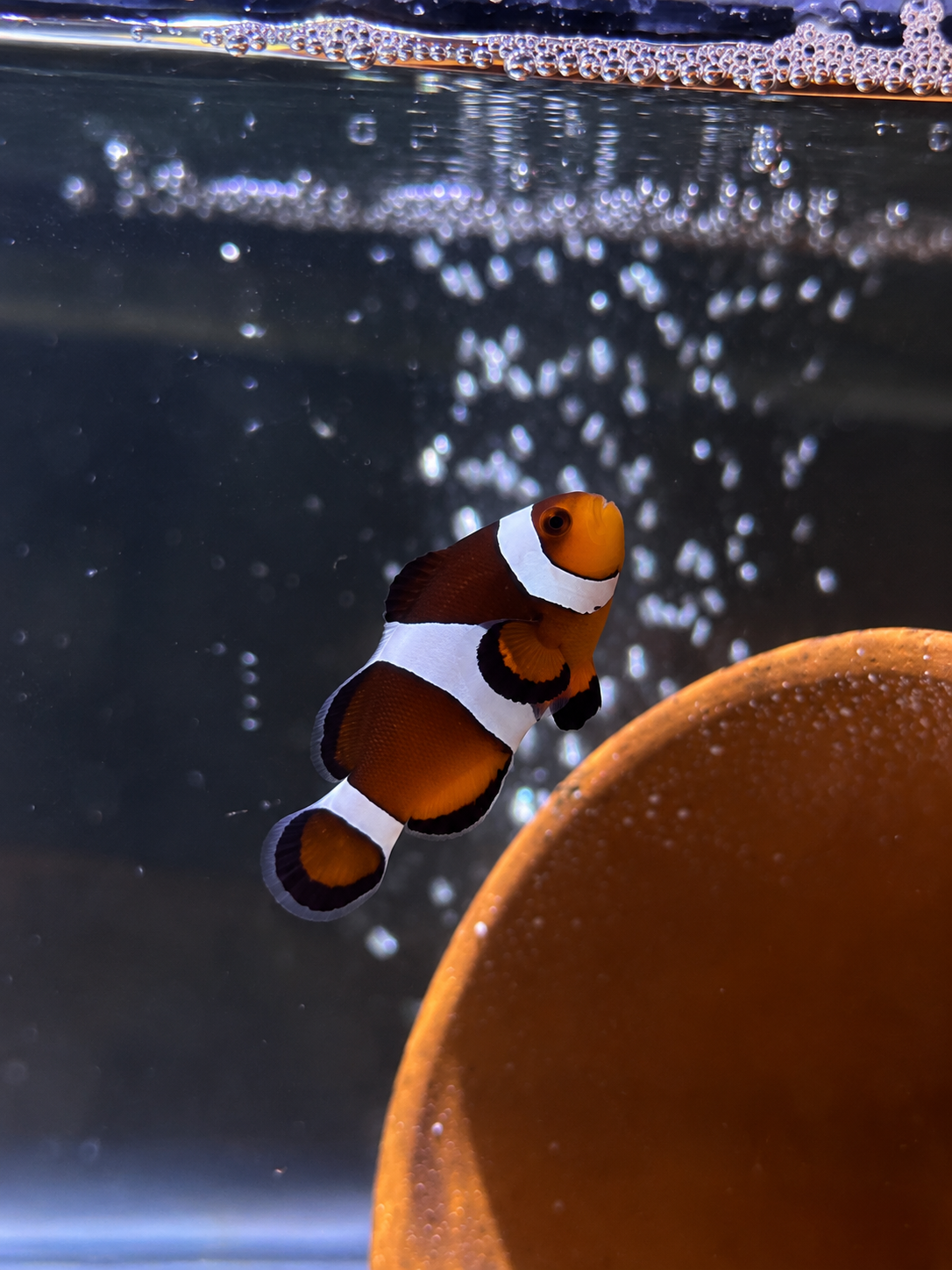 Premium Mocha Ocellaris Clownfish #018