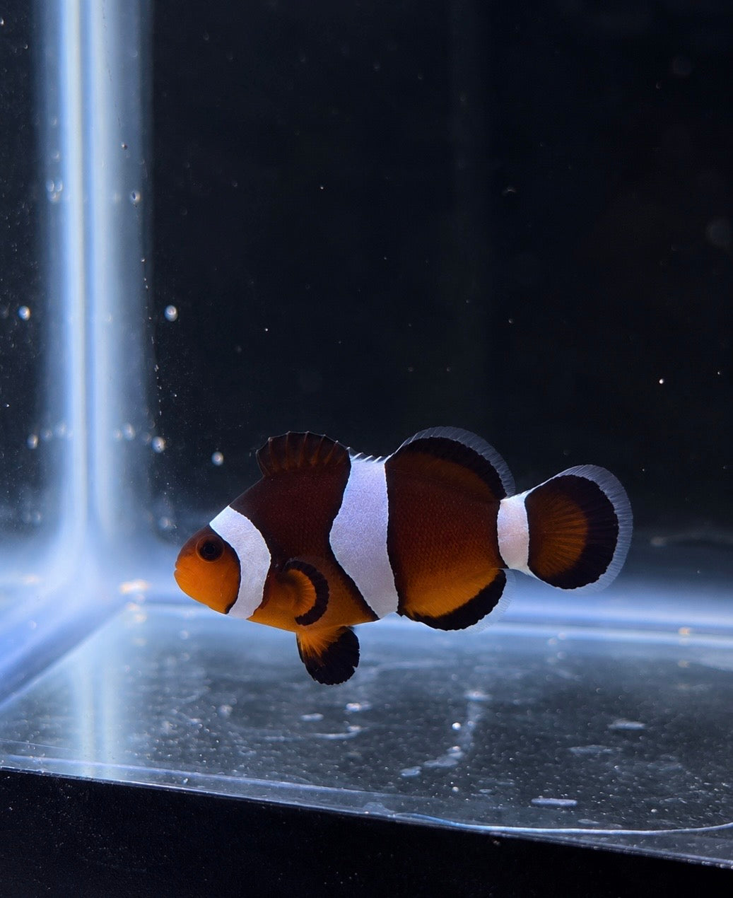 Premium Mocha Ocellaris Clownfish #017