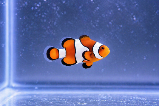 Clownfish - Ocellaris