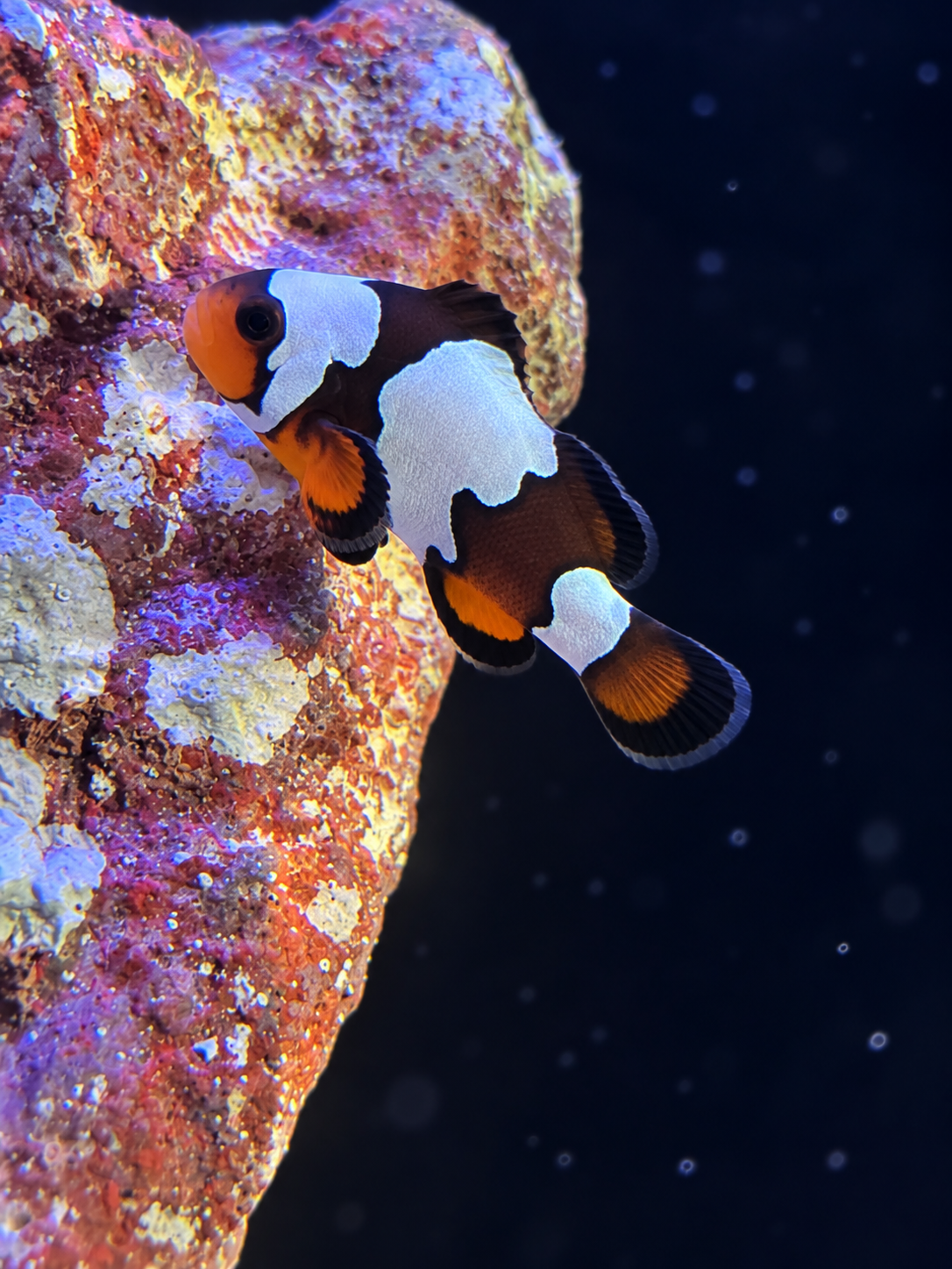 Premium Black Storm Clownfish #011