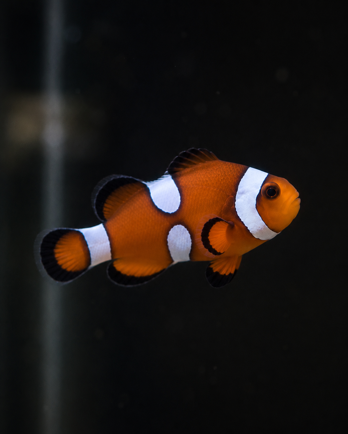 Premium Misbar Ocellaris Clownfish #004