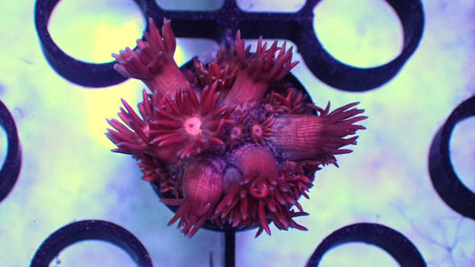 Red alert short polyp red Goni 1” frag WYSIWYG