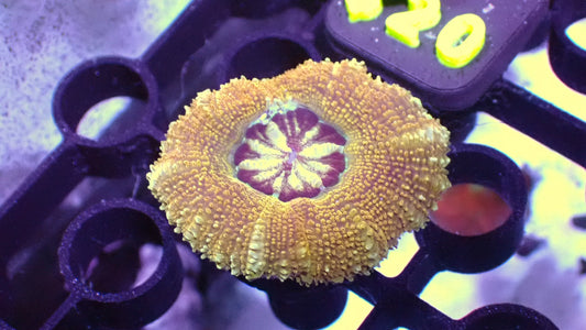 Peachy Asian acan 1” frag WYSIWYG