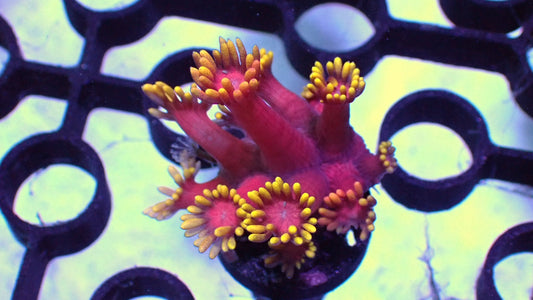 Iron man Goni 1” frag WYSIWYG