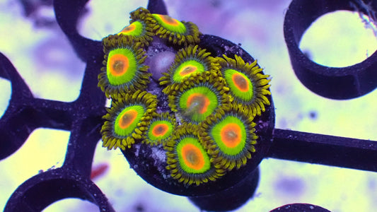 Rasta zoas 1” frag WYSIWYG 10+ heads!