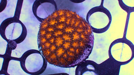 Honeycomb leptastrea 1” frag WYSIWYG