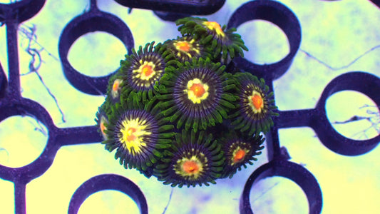 Stargazer zoas 1” frag Full plug WYSIWYG