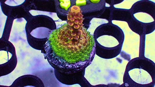 Red planet acro 1” frag WYSIWYG