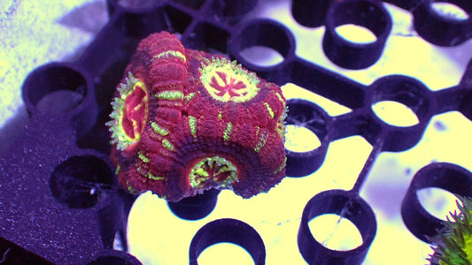 Umbrella corp Asian acan 1” frag WYSIWYG