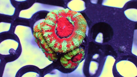 Striped Asian acan 1” frag 3 head WYSIWYG