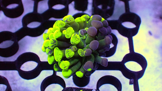 Splatter hammer 1” frag WYSIWYG
