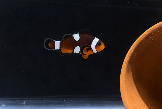 Premium Mocha Misbar Ocellaris Clownfish #012