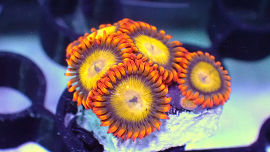 Mandarin zoas 1” frag WYSIWYG