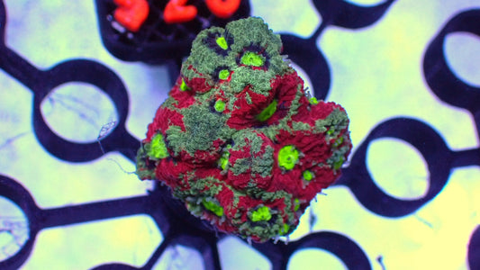 Ocean spray war coral 1” frag WYSIWYG