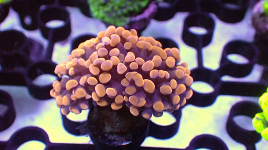 Orange hammer 1” frag WYSIWYG