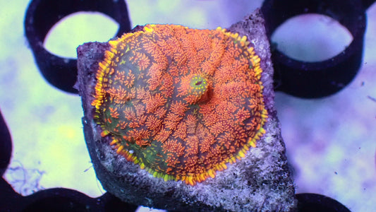 Fire blanket mushroom 1” frag WYSIWYG