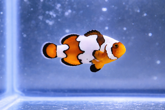 Snowflake Clownfish "BRUCE"