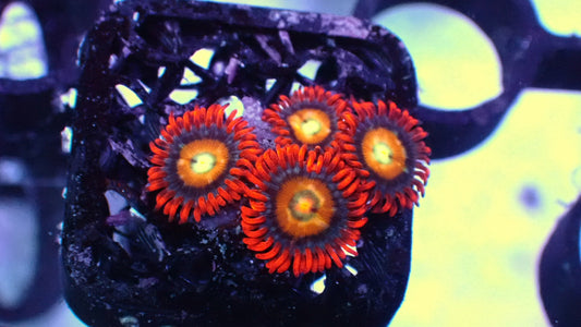 Starfox zoas 1” frag WYSIWYG