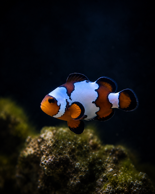 Premium Snowflake Ocellaris Clownfish #007