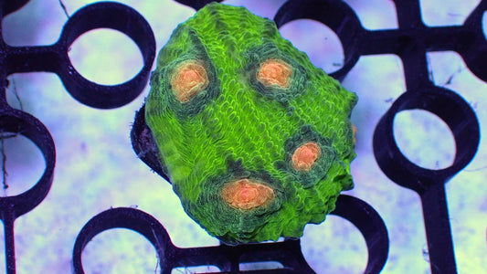 Mutant turtles chalice 1” frag WYSIWYG