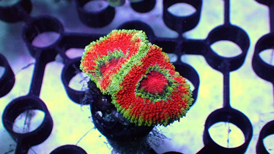 Target acan 1” frag WYSIWYG