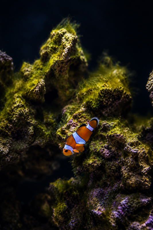 Premium Ocellaris Clownfish #001