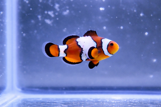Snowflake Clownfish "BLAZE"