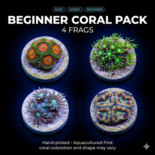 Beginner Coral Package - 4 handpicked easy corals