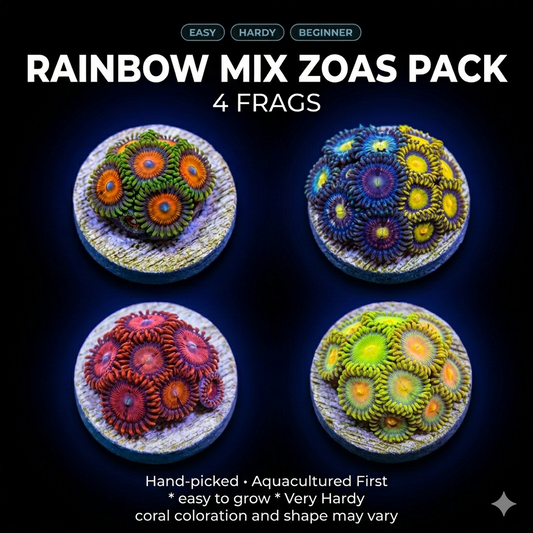 Rainbox Mix Zoas Pack - 4 handpicked easy corals