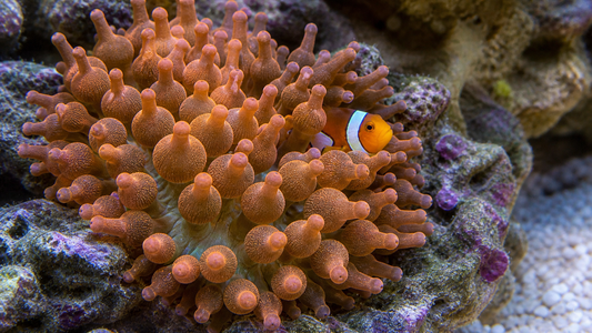 Rainbow Bubble Tip Anemone