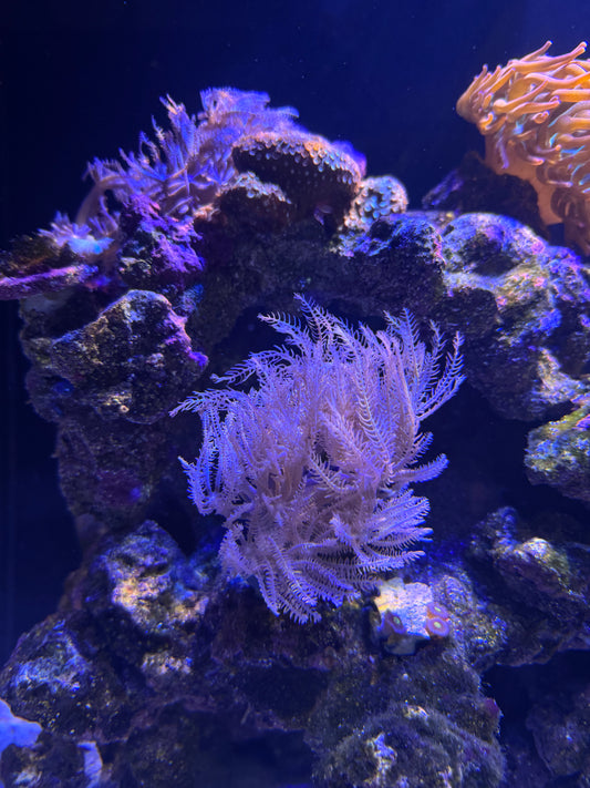 Waving Hand Coral