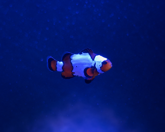 Snowflake Clownfish “Maverick”